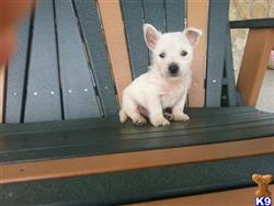 west highland white terrier puppy posted by Heather296