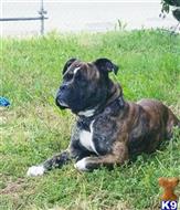 Loki available Old English Bulldog puppy located in SACRAMENTO