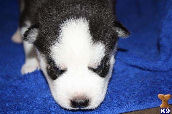 siberian husky puppies for sale in illinois siberian husky puppies for sale in illinois siberian husky puppies for sale in illinois siberian husky puppies for sale in illinois