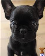 french bulldog puppy posted by Henry4656