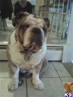 Hercules available English Bulldog puppy located in JOHNSTON