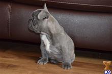 french bulldog puppy posted by Herron6243h