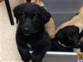 labrador retriever puppy posted by Hicklyf