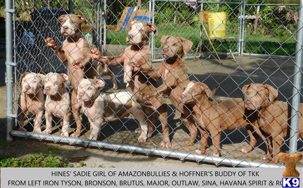 American Pit Bull puppy for sale