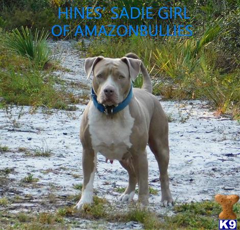American Pit Bull puppy for sale