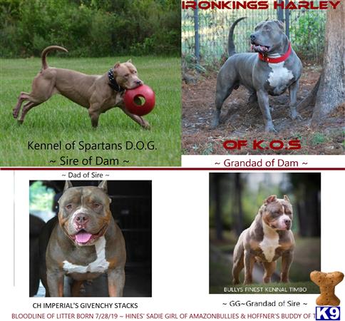 American Pit Bull puppy for sale