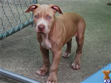 american pit bull puppy posted by Hinessurvey