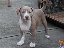 American Pit Bull