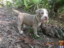 american pit bull puppy posted by Hinessurvey