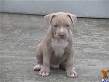 american pit bull puppy posted by Hinessurvey