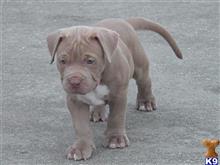 american pit bull puppy posted by Hinessurvey