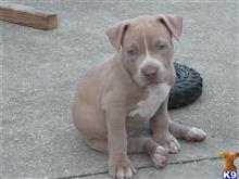 american pit bull puppy posted by Hinessurvey