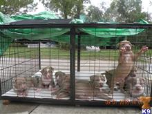 american pit bull puppy posted by Hinessurvey