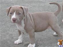american pit bull puppy posted by Hinessurvey