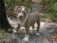 american pit bull puppy posted by Hinessurvey