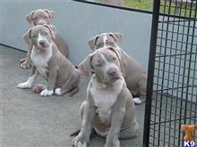 american pit bull puppy posted by Hinessurvey