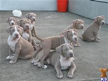 American Pit Bull