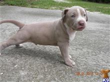 american pit bull puppy posted by Hinessurvey