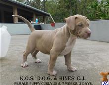 American Pit Bull