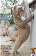 American Pit Bull