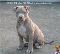 American Pit Bull