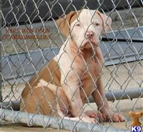 american pit bull puppy posted by Hinessurvey
