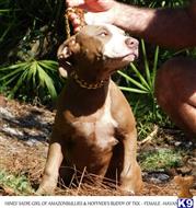 american pit bull puppy posted by Hinessurvey