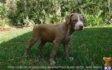 american pit bull puppy posted by Hinessurvey