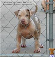 American Pit Bull