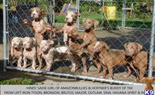 american pit bull puppy posted by Hinessurvey