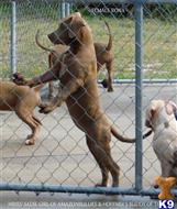 american pit bull puppy posted by Hinessurvey