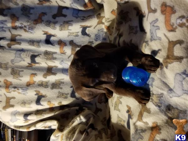 Labrador Retriever puppy for sale