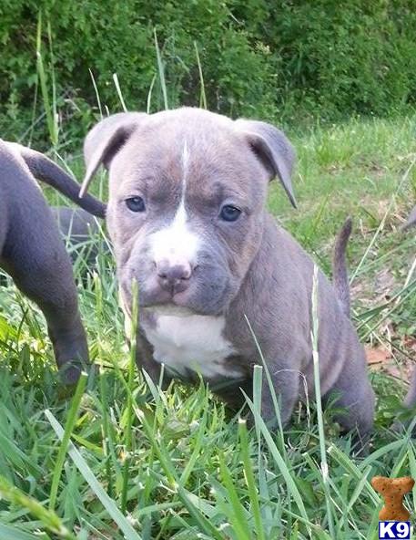 american pit bull puppy posted by HogtownKennels