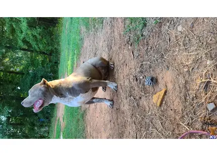 Blue available American Bully puppy located in MACON
