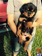 rottweiler puppy posted by Hopeking