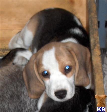 beagle puppy posted by Houlaskennels