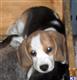 beagle puppy posted by Houlaskennels