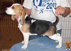 beagle puppy posted by Houlaskennels