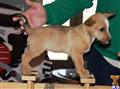 portuguese podengo puppy posted by Houlaskennels