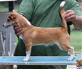 portuguese podengo puppy posted by Houlaskennels