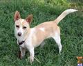 portuguese podengo puppy posted by Houlaskennels