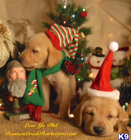 labrador retriever puppy posted by HuntersCreekLabs