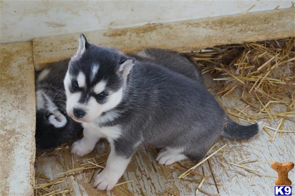 husky puppies for sale in wisconsin siberian husky puppies for sale in wisconsin husky puppies for sale in wisconsin siberian husky puppies for sale in wisconsin