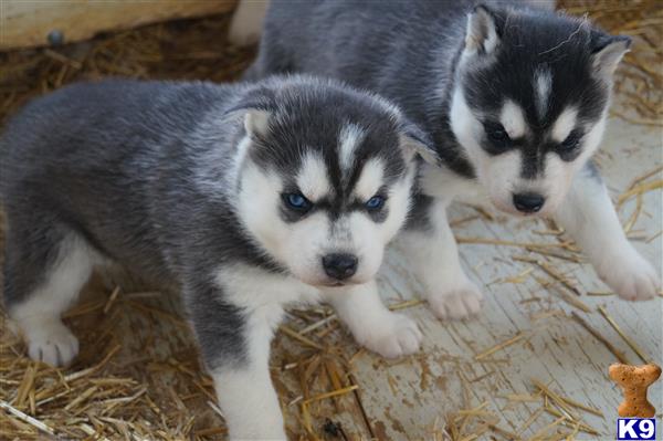 puppies for sale milwaukee siberian husky puppies for sale siberian husky puppy in milwaukee wi car interior design puppies for sale milwaukee siberian husky puppies for sale siberian husky puppy in milwaukee wi car interior design