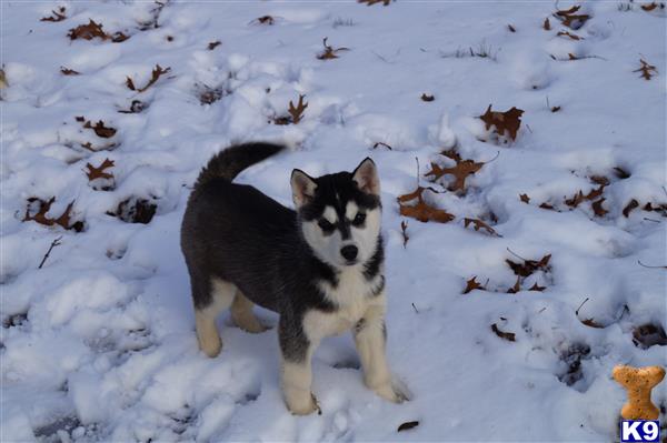 husky puppies for sale in wisconsin puppies for sale in wisconsin husky puppies for sale in wisconsin puppies for sale in wisconsin