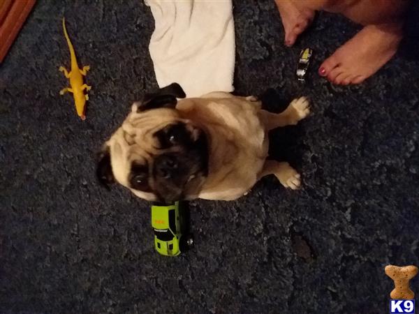 pug stud fee pug stud jackson 3 years pug stud fee pug stud jackson 3 years