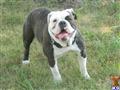 Old English Bulldog