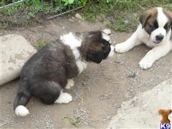 saint bernard puppy posted by IIvar
