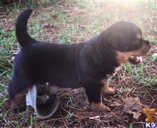 Rottweiler