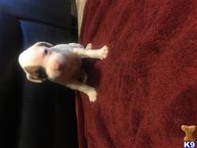 boxer puppy posted by Iam5jen